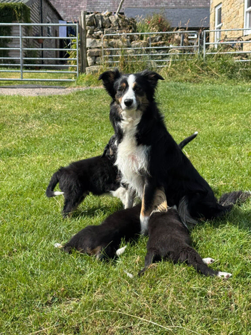 KC Reg Gorgeous Border Collie puppies