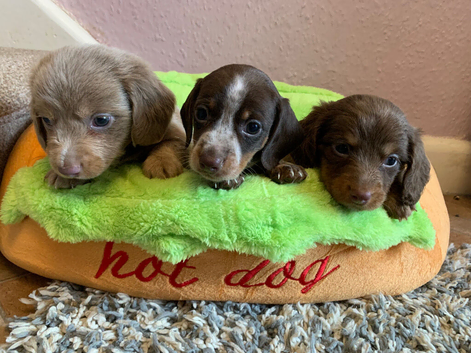 Stunning long & short coat mini dachshund pups