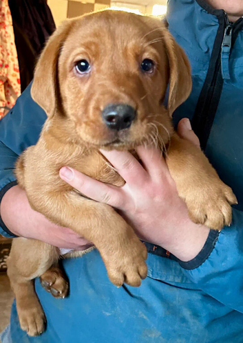 Beautiful Red/Yellow Pure Breed Male Labrador Pup For Loving Family Working Homes