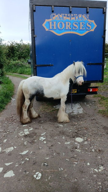 Ride and drive pony