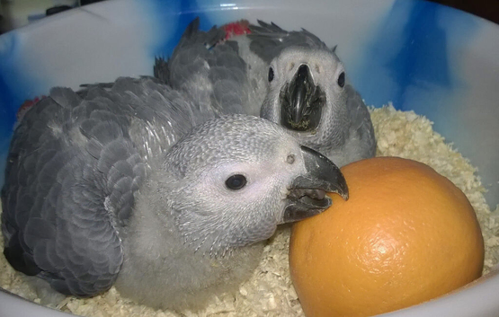CUDDLY HAND REARED BABY AFRICAN GREYS