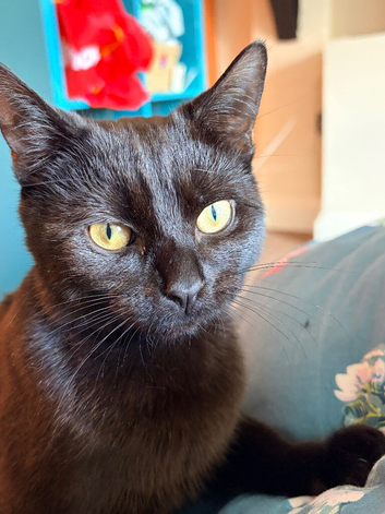 9 month old cat