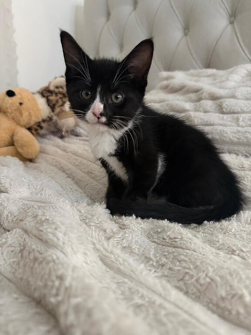 Kittens ready now