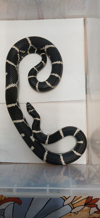 2023 pair of chain kingsnakes