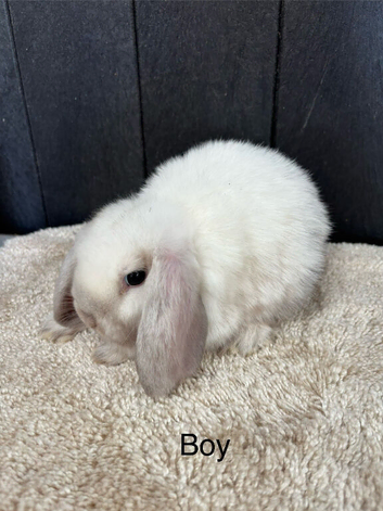 Stunning mini lops