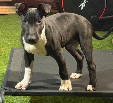 English Bull Terrier Male Pup