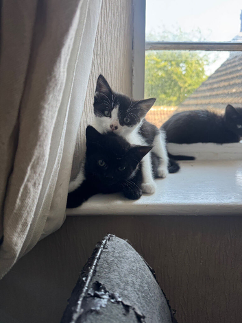 Kittens for sale