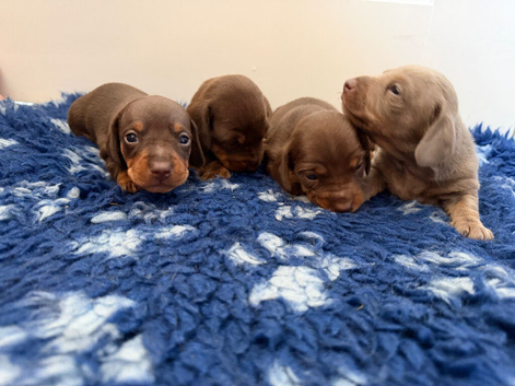 Kc registered mini dachshunds