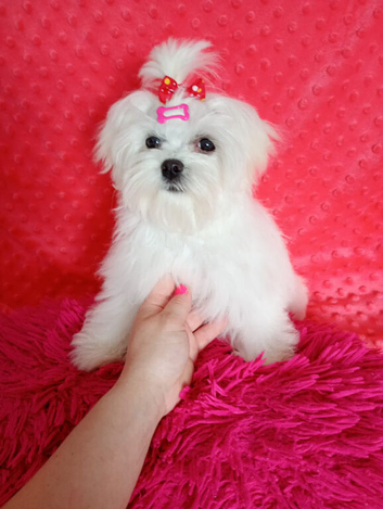 Maltese adorable girl
