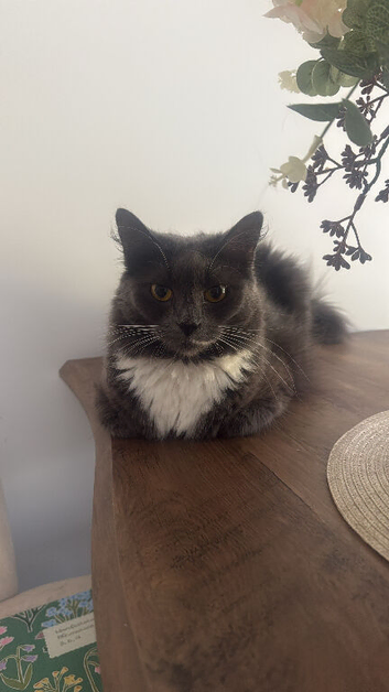 Two cats - one female one male