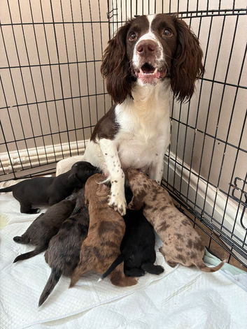 Springer spaniel cross dachshund puppies
