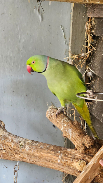 Ricky the Ringneck.