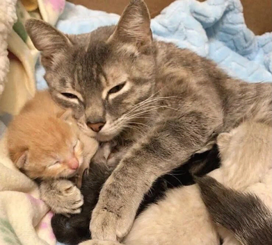 Male kitten
