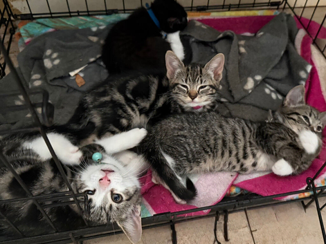 Kittens needing loving homes