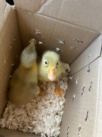 Fertile hatching eggs & new born chicks