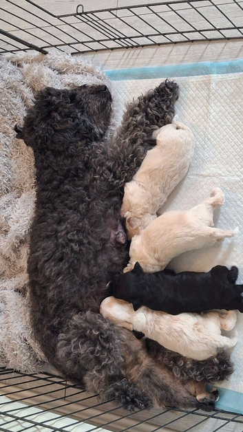 Beautiful mailtopoo puppies