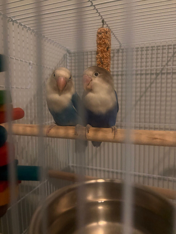 beautiful pair of lovebirds