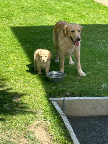 Golden retriever puppies