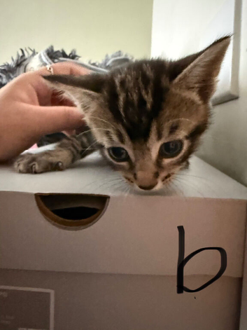 4 kittens looking forever home