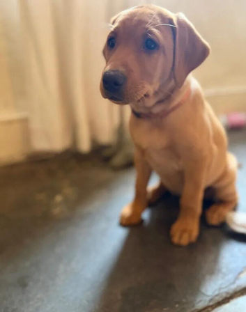 Fox Red Labrador Puppies