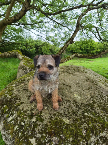 Border Terrier Dog KC Reg