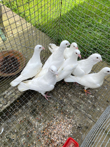 Pigeons