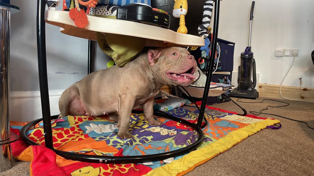 Female pocket bully