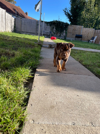 Baby boy puppy