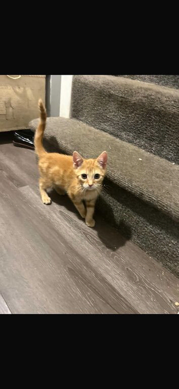 Mixed breed kittens