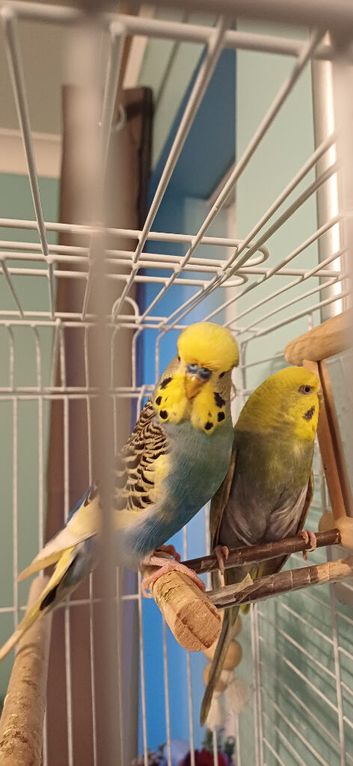 Bonded Pair of budgies
