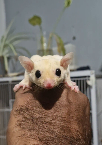 Fully Tamed Leucistic Sugar Glider Young Boy