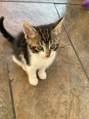Kittens