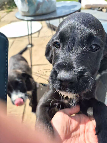 Boxer-Doodle Puppies