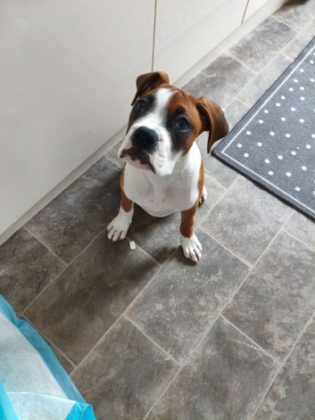 Boxer girl looking for a forever home