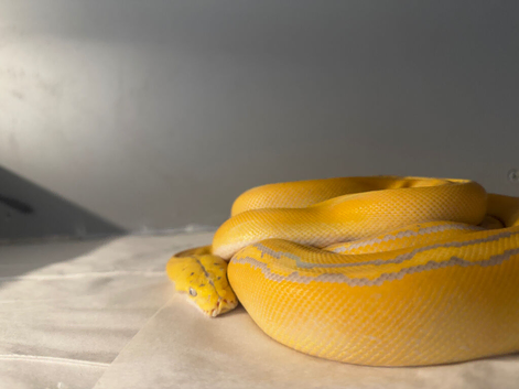 Purple albino goldenchild