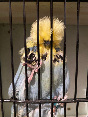 exhibition budgies