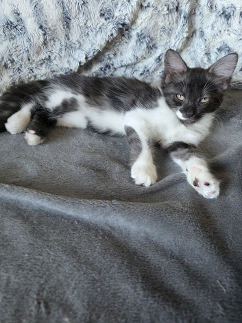 Maine coon bengal cross
