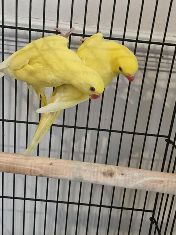 Lutino Ringneck 3 months old
