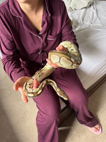 Royal python lesser morph