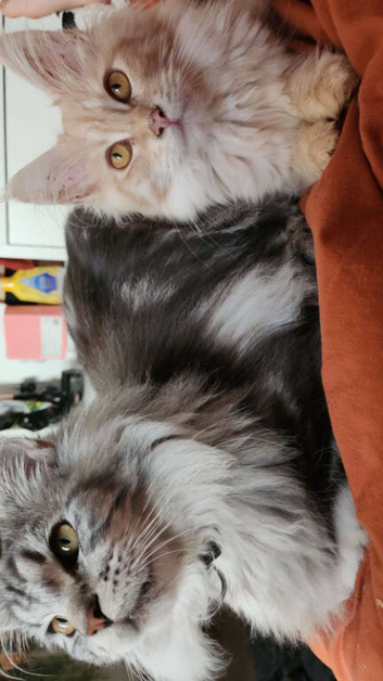 Mainecoon kittens
