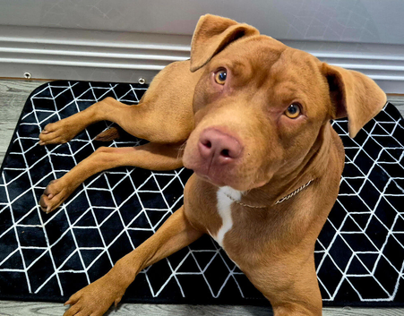 10 month old boy