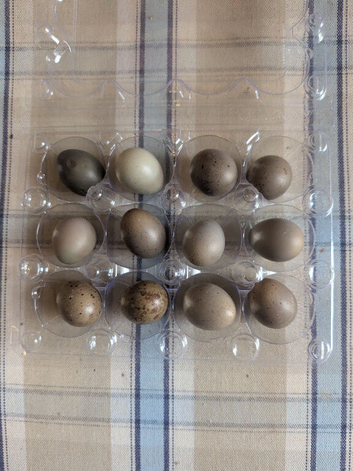 Chinese Painted Quail Eggs.
