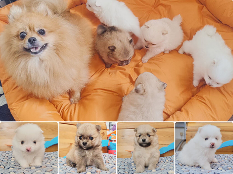 White and sable Pomeranian puppies