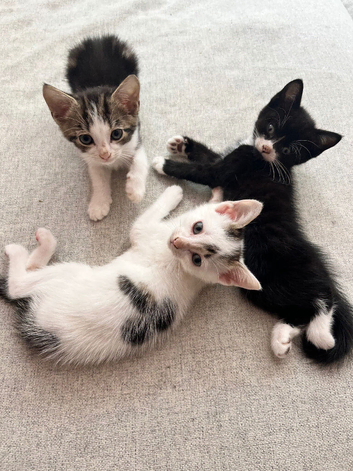 4 lovely kittens ready for new home