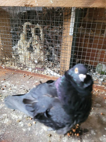 Chinese owl pigeon.