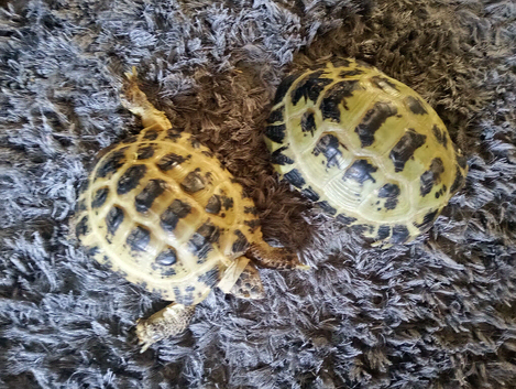 2 X Adult Horsefield tortoises can be sold separately