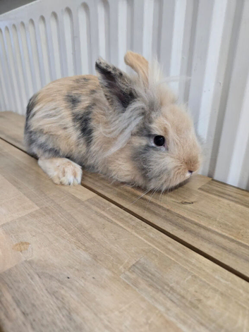 Fluffy Lionhead Rabbit - 7 Months Old