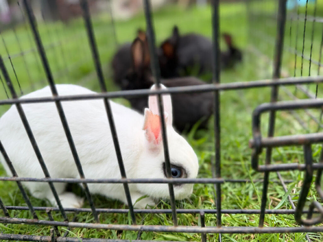 5rabbits for sale