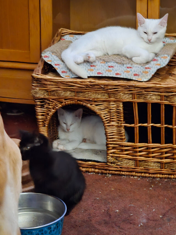 3 kittens for sale