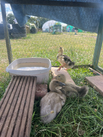 Mixed Breed Ducklings